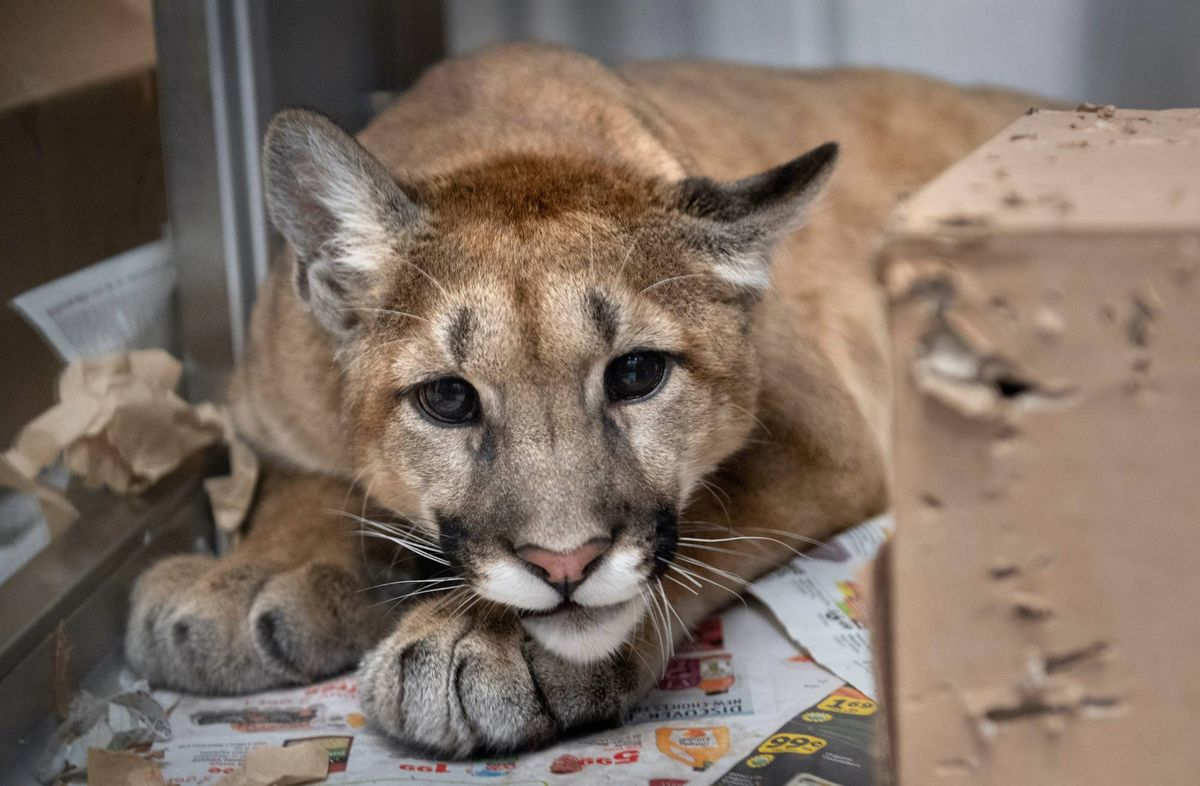 Serrano Animal & Bird Hospital has been treating this young mountain lion cub since Christmas after he was struck by a car