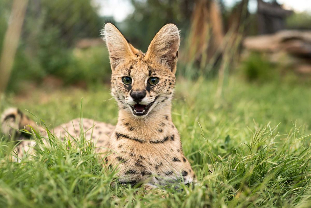 Serval