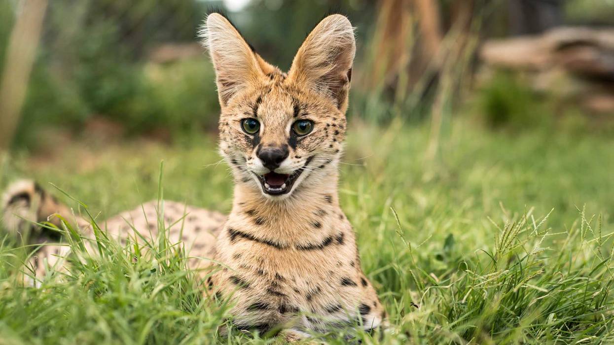 Serval