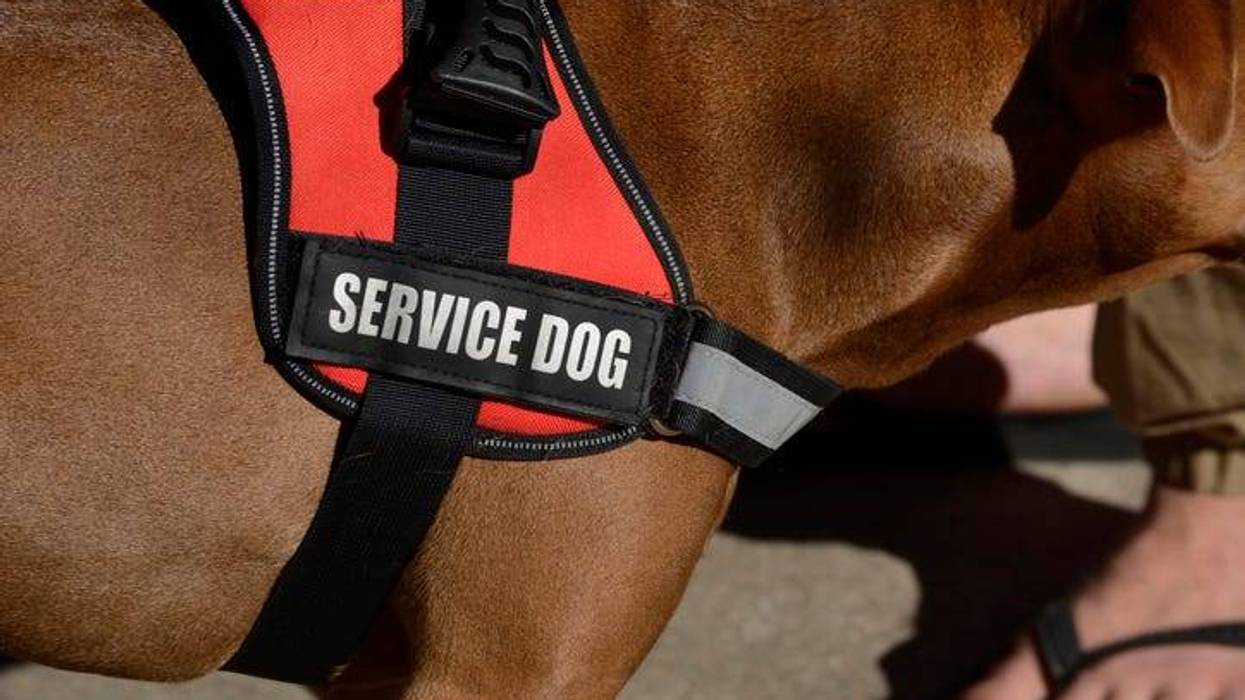 SERVICE ANIMAL