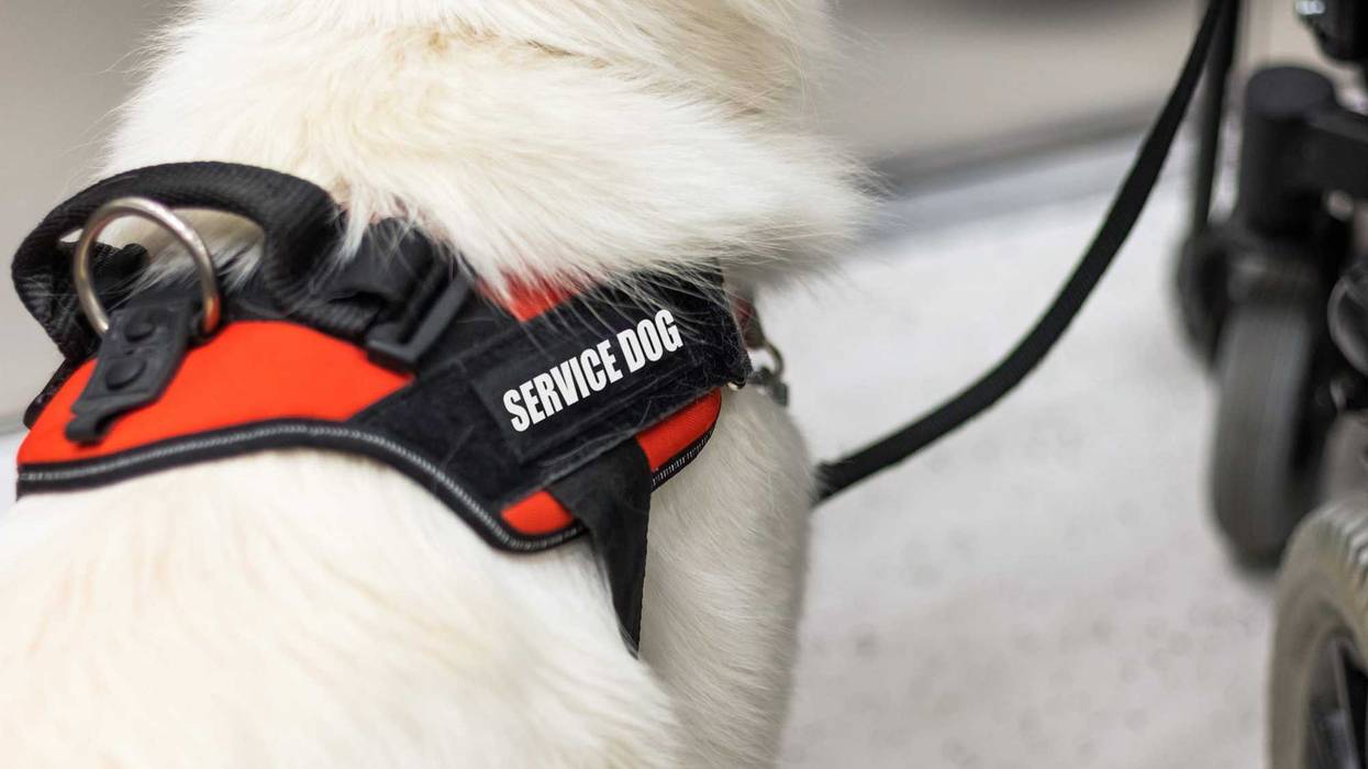Service dog stock photo.