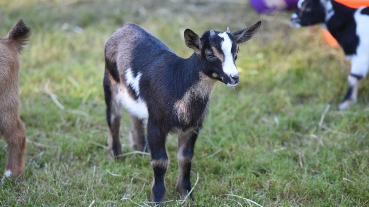 Several Goats, Just Like Camels Last Week Got Loose At Cedar Point
