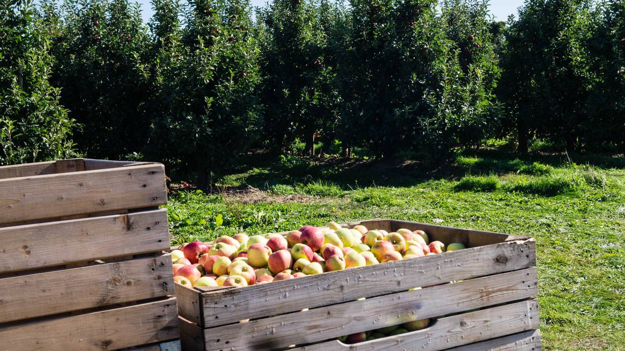 Several people, including children, were injured during a field trip to an apple orchard in Western Wisconsin Wednesday.