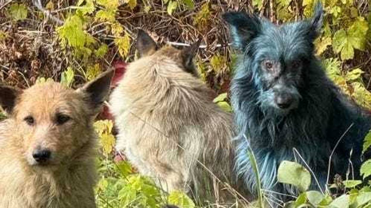 Several stray dogs living inside the Chernobyl Exclusion Zone in Ukraine have been found with bright blue fur, raising concerns among rescue groups monitoring the area.
