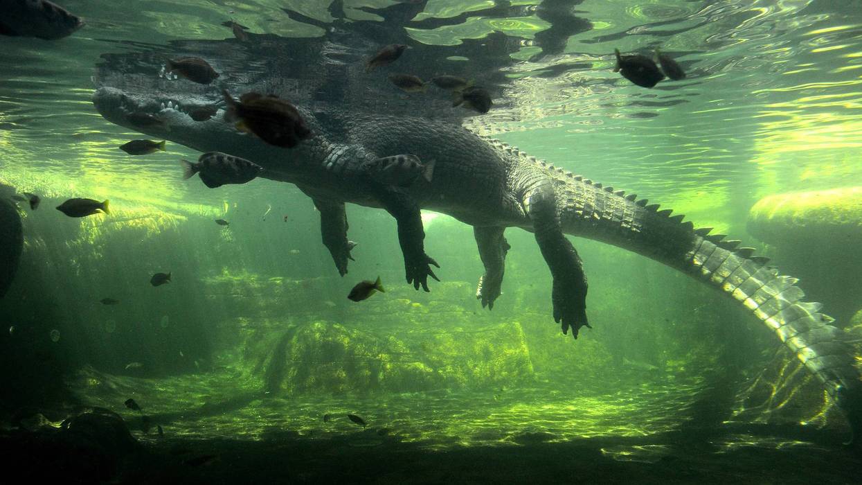 Severe flooding in Australia's Northern Territory has forced the evacuation of more than 1,000 people and triggered urgent warnings about crocodiles in floodwaters - with authorities bluntly telling residents the dangerous reptiles are "absolutely everywhere."