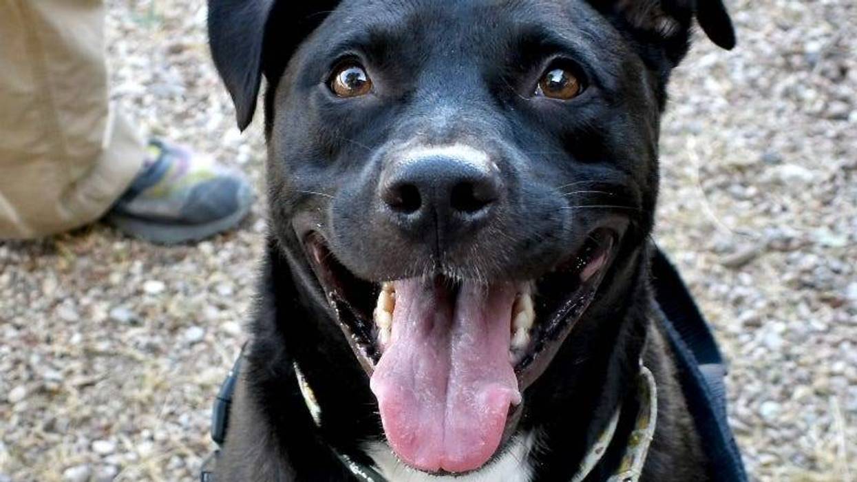 Shadow @ Austin Humane Society 9/27/23