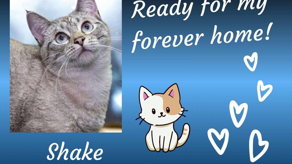 Shake, a two and a half year old light gray tabby cat