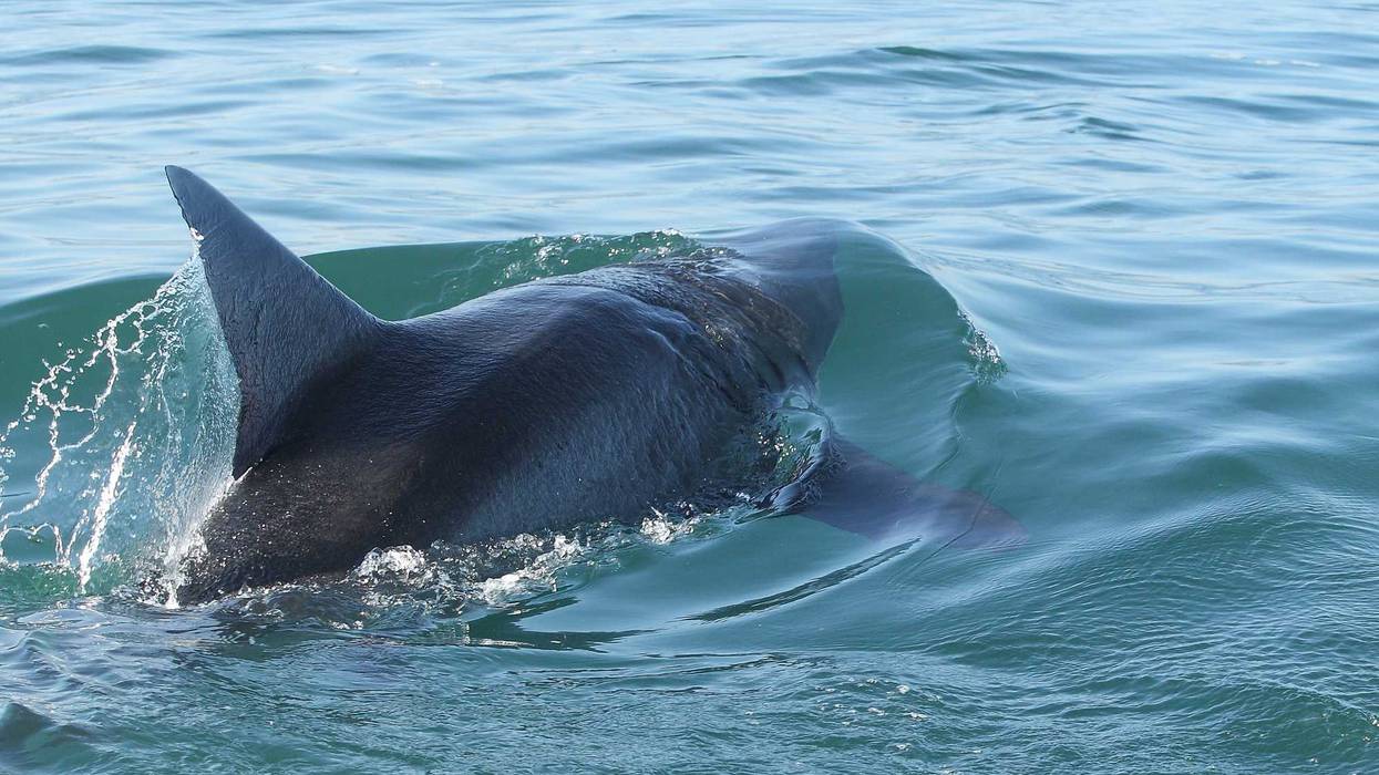 Shark above the water.