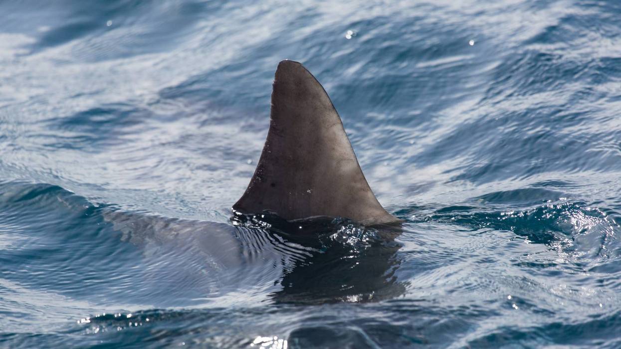 Shark Attack