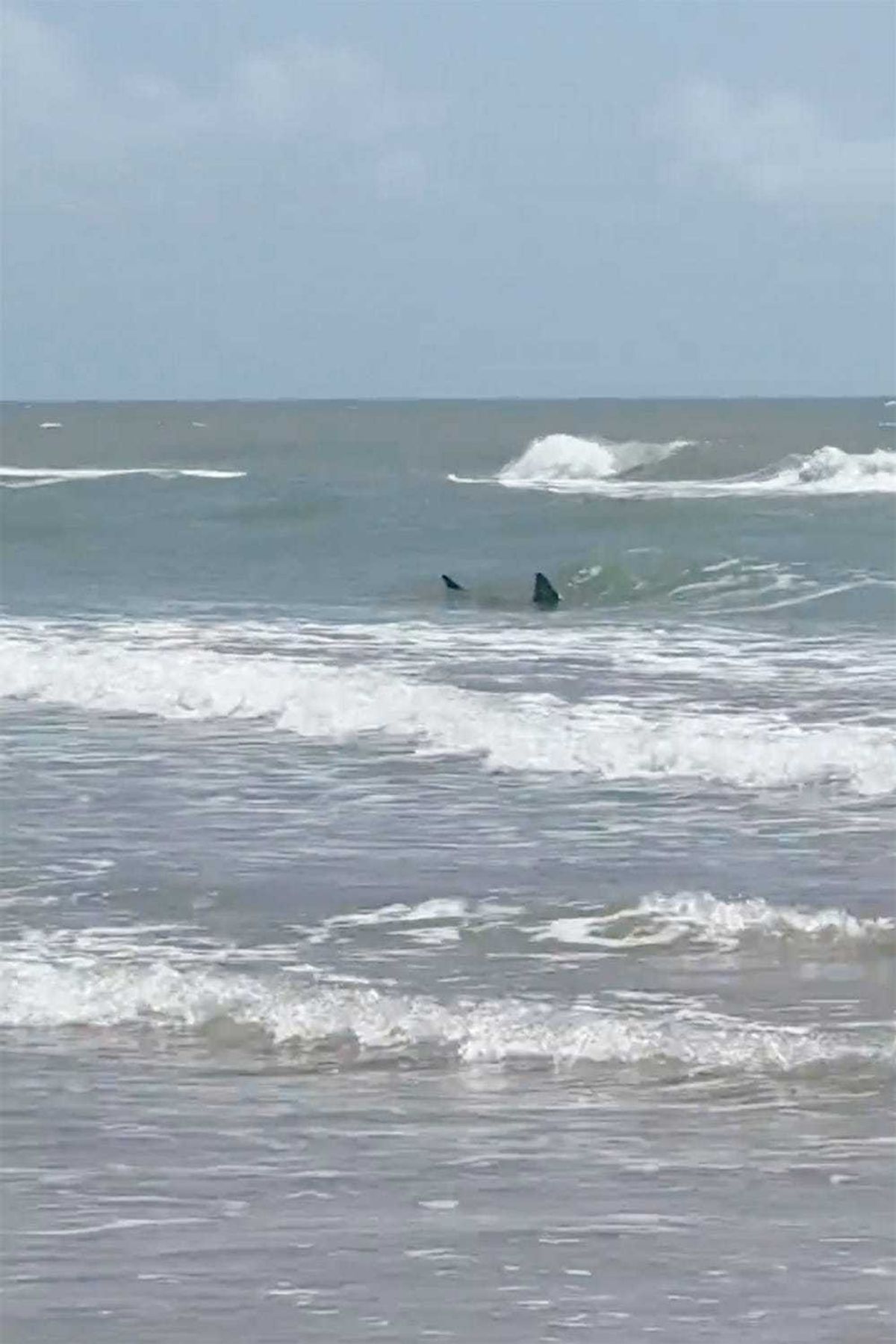 Shark-Bite-South-Padre-Island