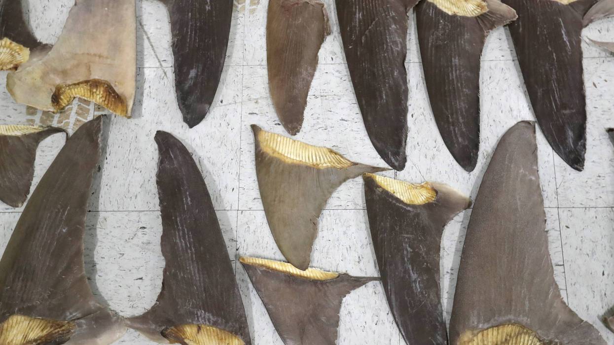 Shark Fin Ban