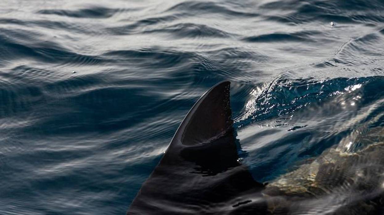 Sharks spotted swimming through downtown San Antonio Riverwalk