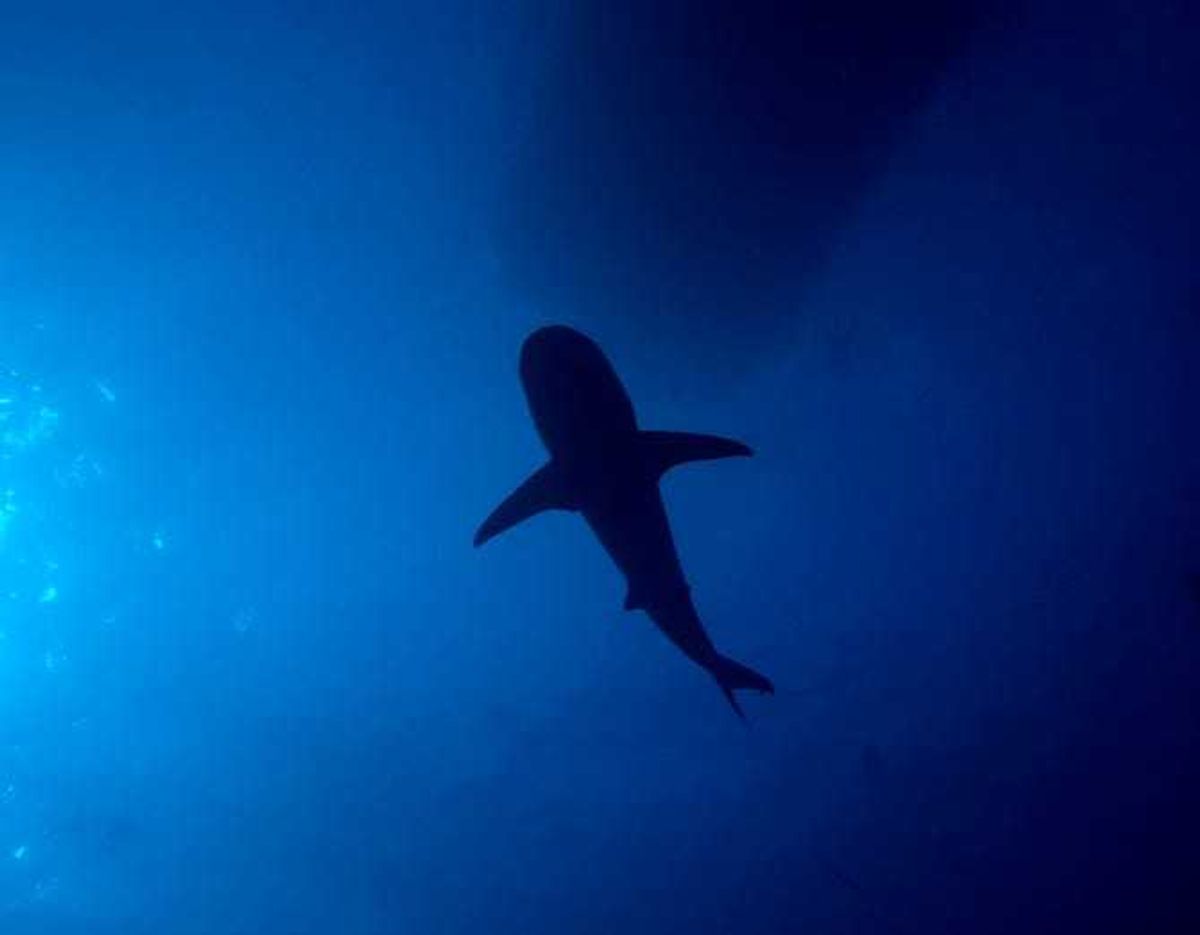 shark shadow