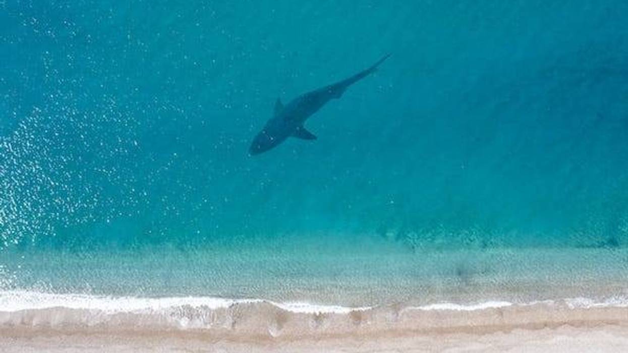 Shark swimming near the ocean shore