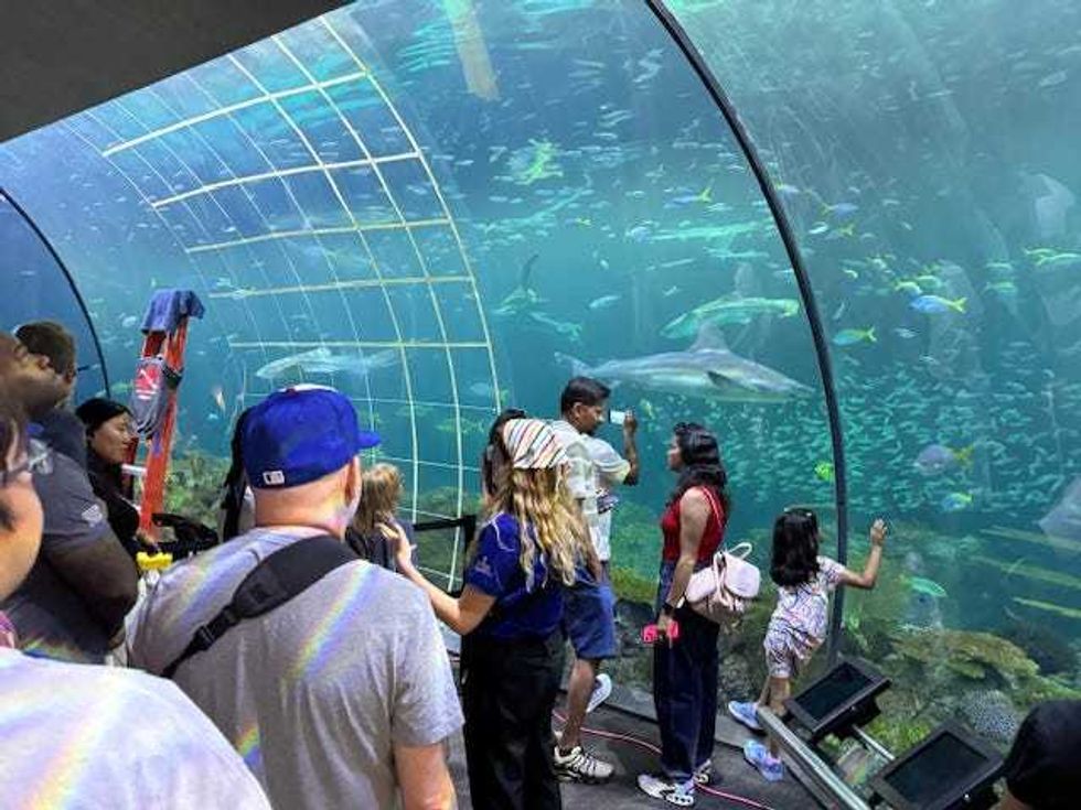 Shark tank at the Shedd Aquarium
