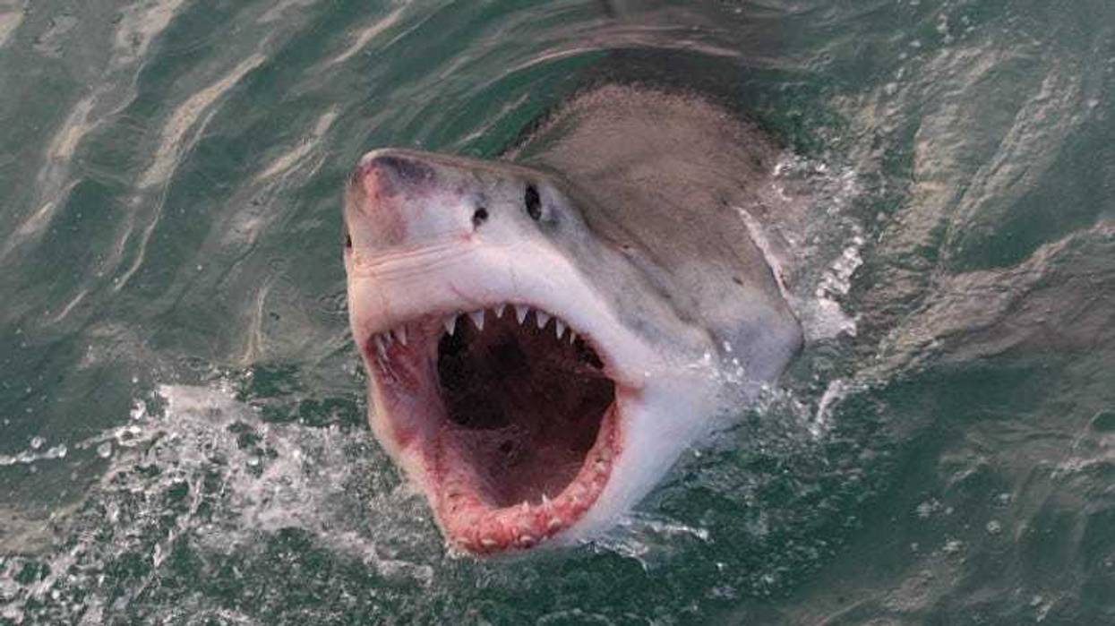 Shark