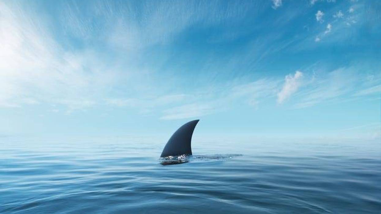 shark