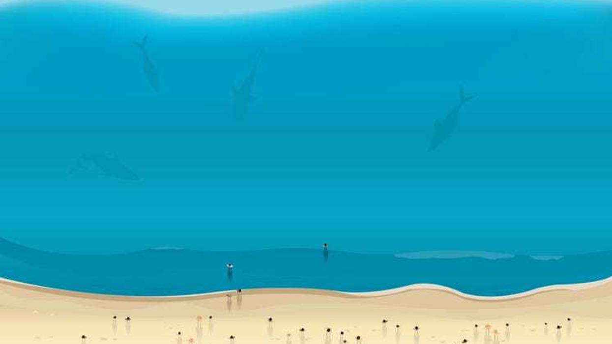 Sharks near beach goers