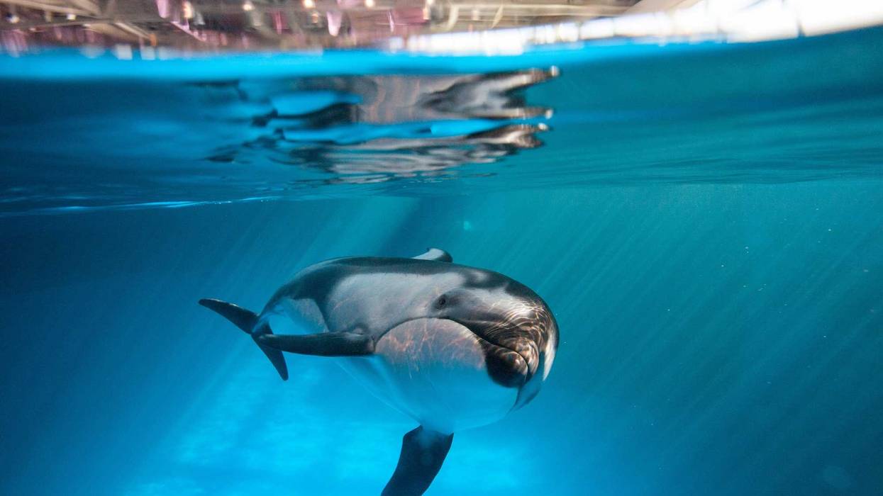 Shedd Aquarium announced Friday a new guided experience, called the Must See Tour, that explores the aquatic animal world alongside an expert that shares the history of the aquarium, insights about the animals, sparks curiosity and more!