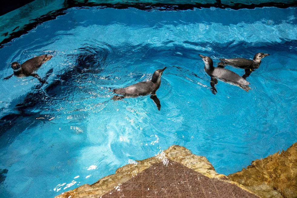 Shedd Aquarium is officially introducing the four Magellanic penguin juveniles (Spheniscus magellanicus) to the public as the newest arrivals join the full penguin colony, making them visible to guests that visit the aquarium.