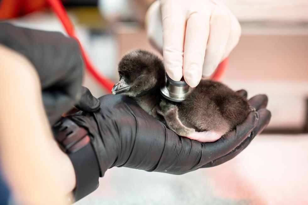 Shedd Aquarium welcomes 4 new penguin chicks