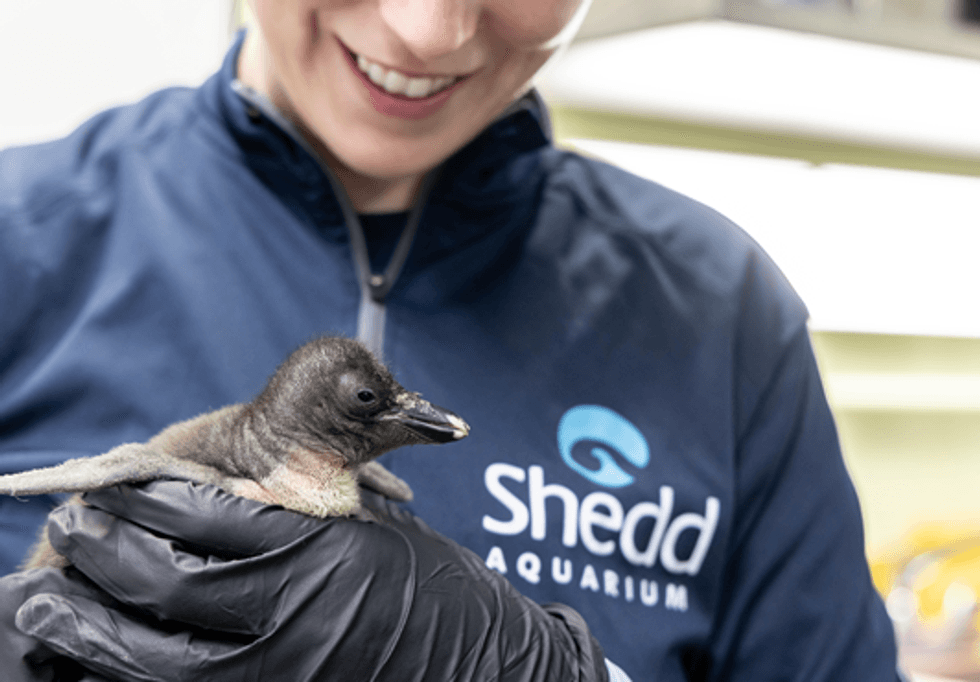 Shedd Aquarium