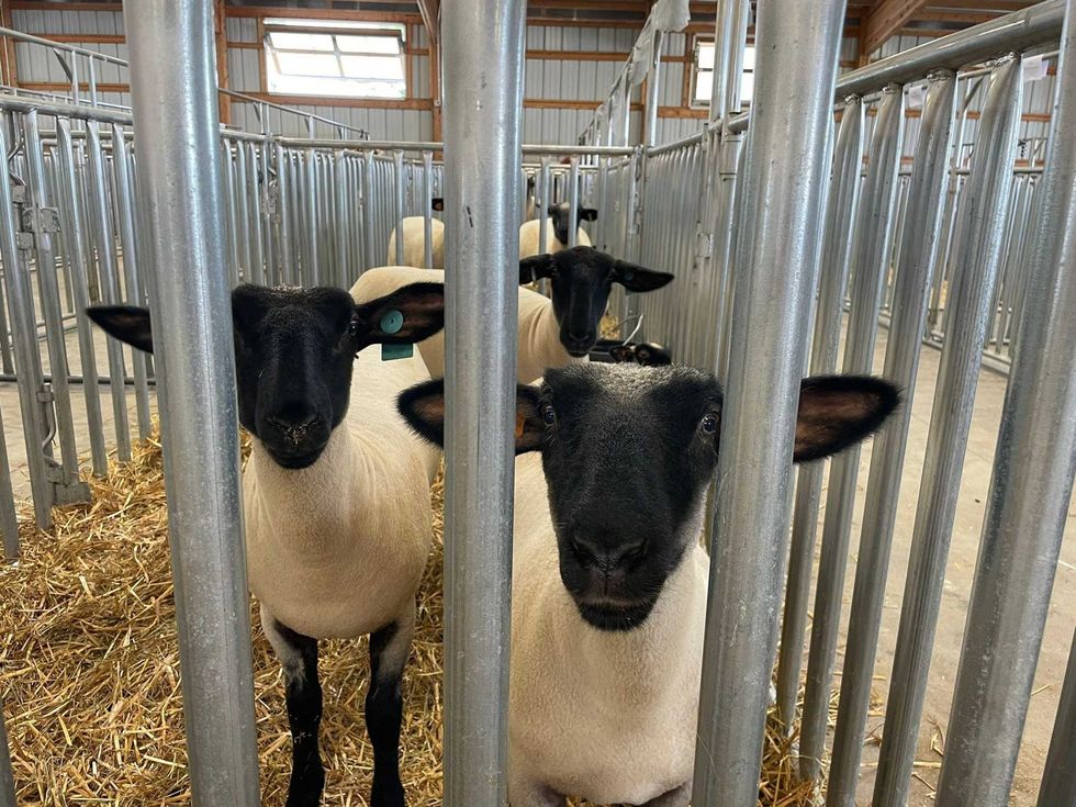 Sheep at the Erie County Fair