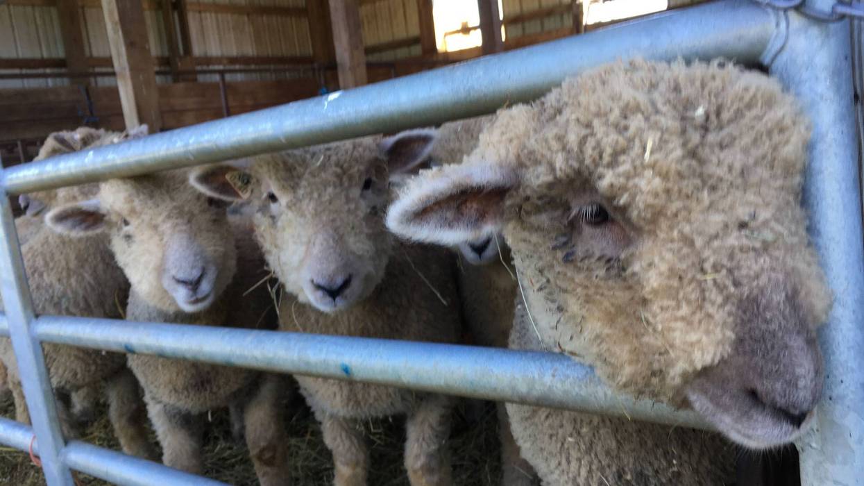Sheep at W.B. Saul School.