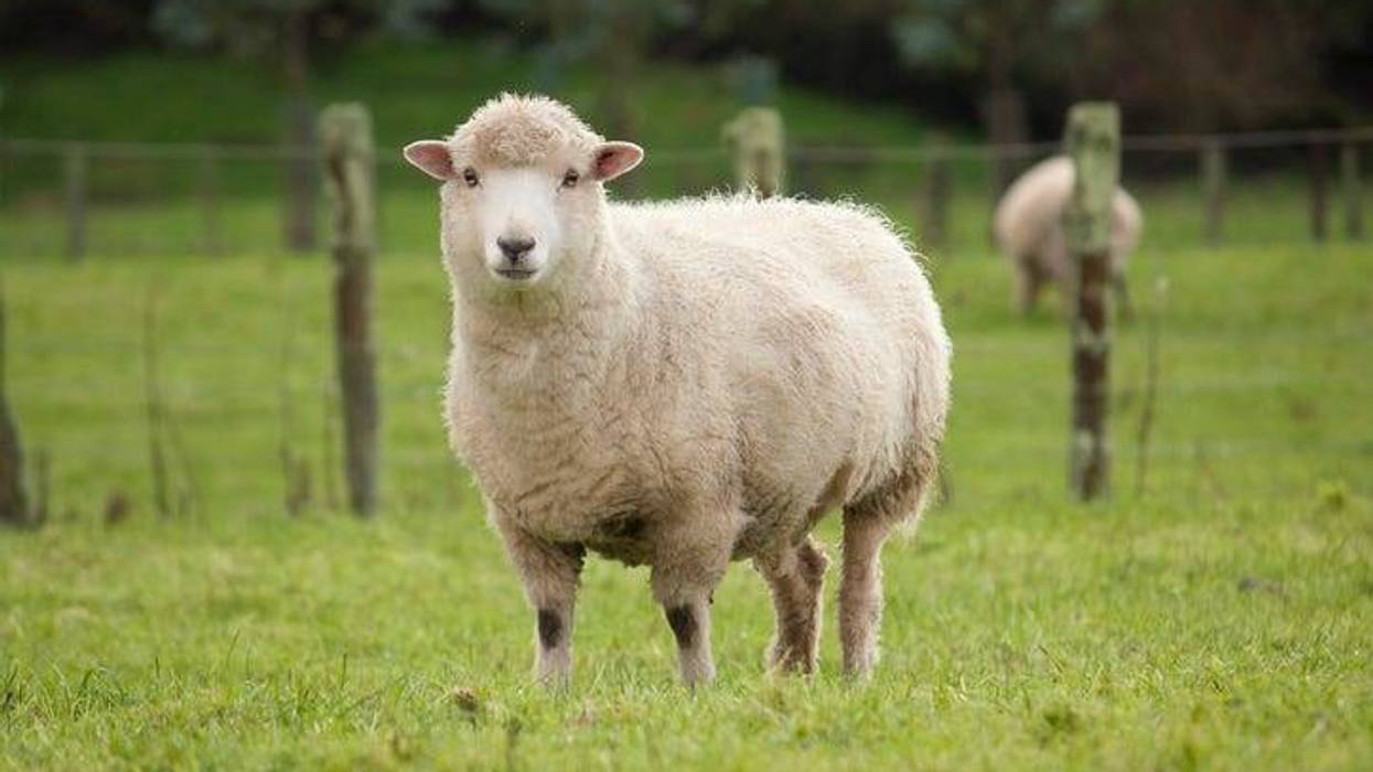 Sheep
