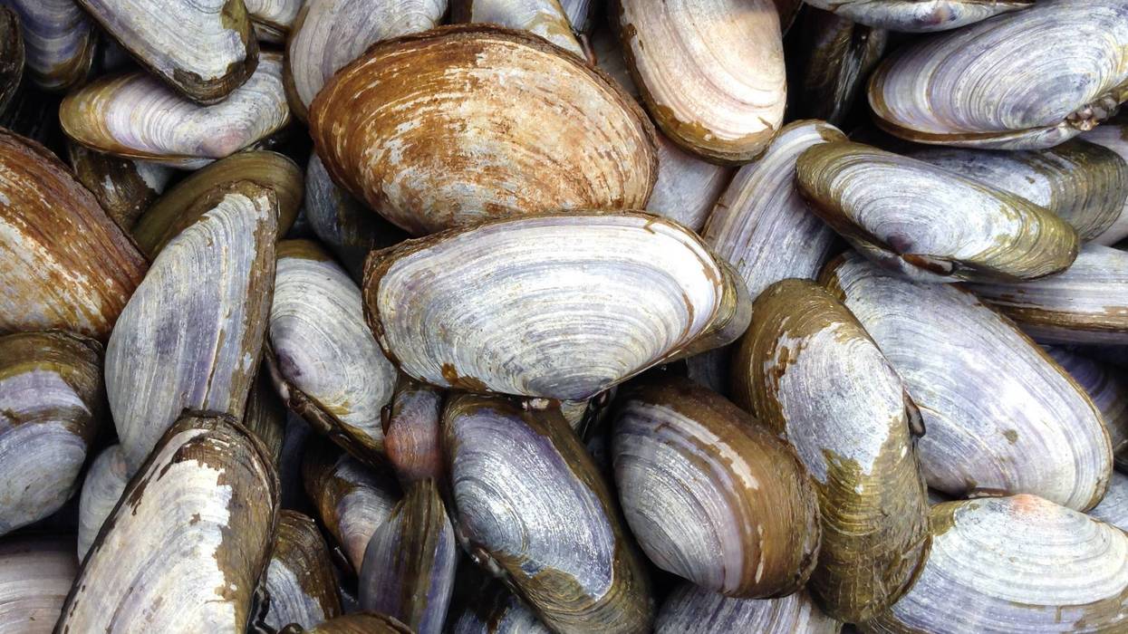 Shellfish are getting baked alive by the heat wave affecting the western U.S.