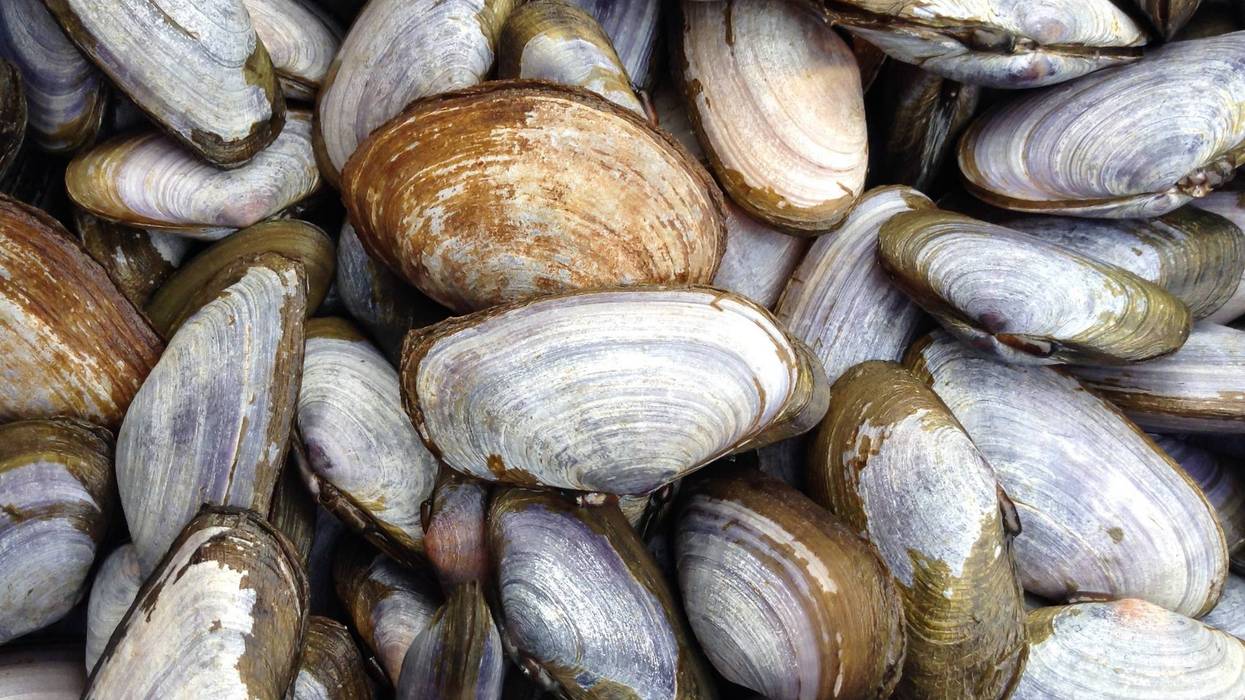 Shellfish are getting baked alive by the heat wave affecting the western U.S.