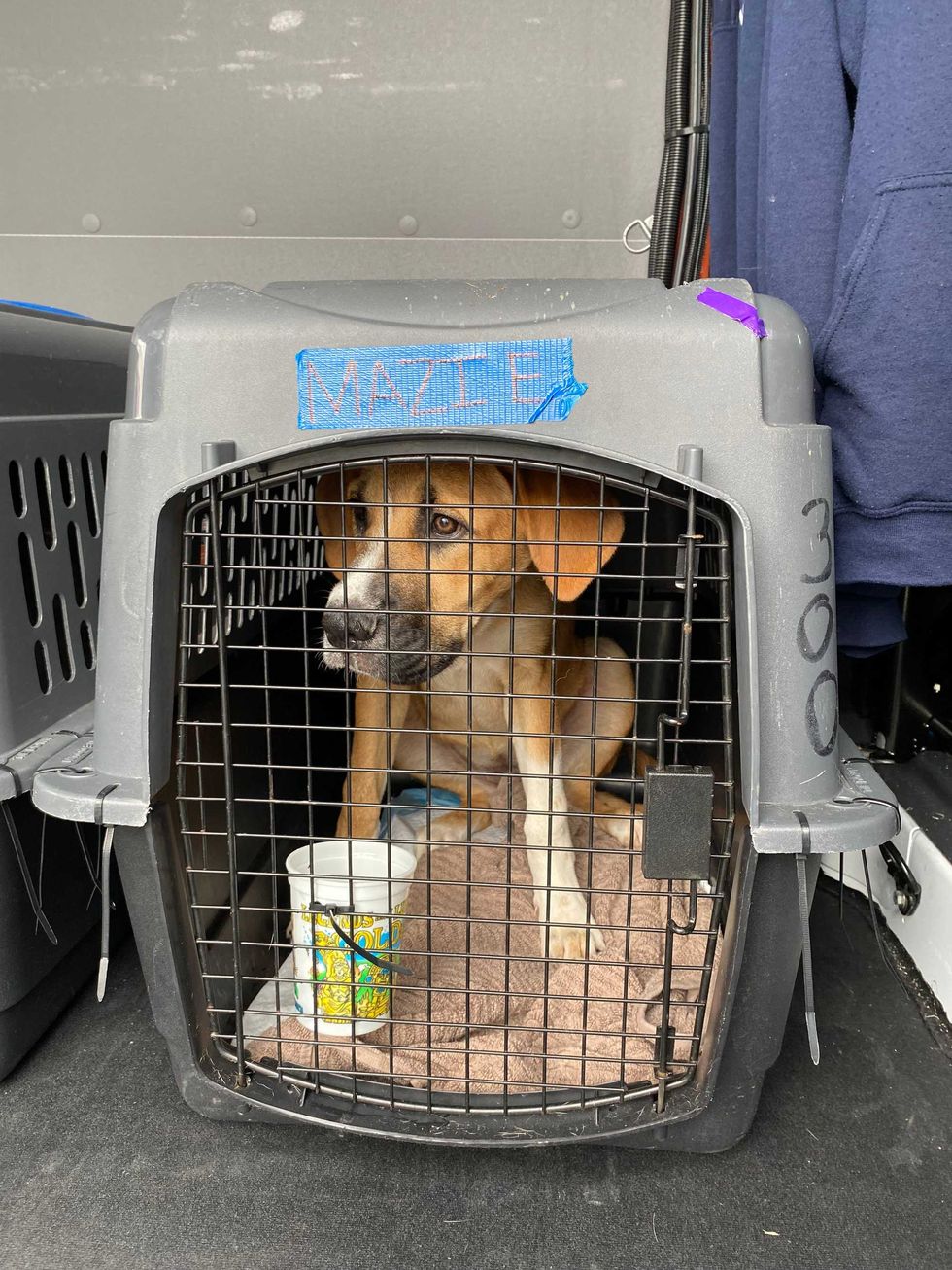 Shelter dog brought from Florida