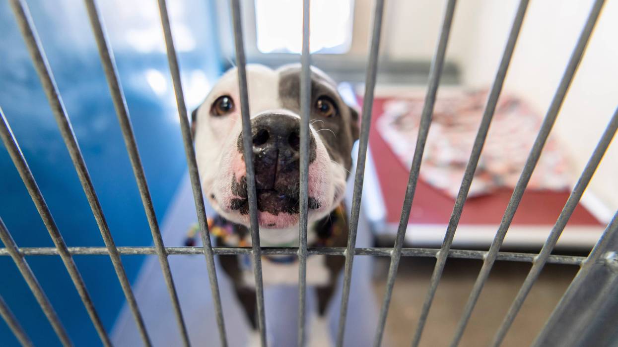 Shelter dog