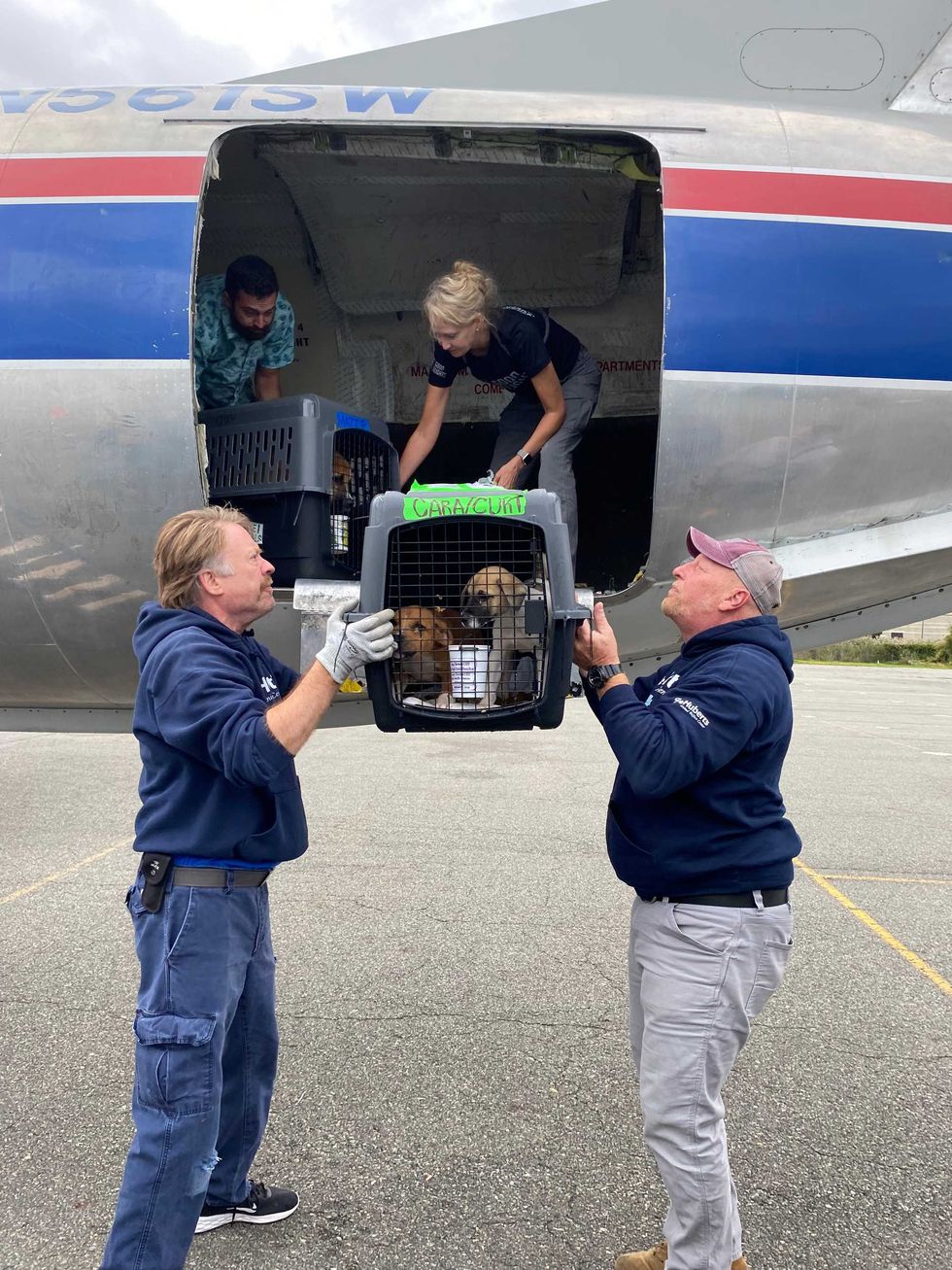 Shelter dogs arriving to New Jersey from Florida
