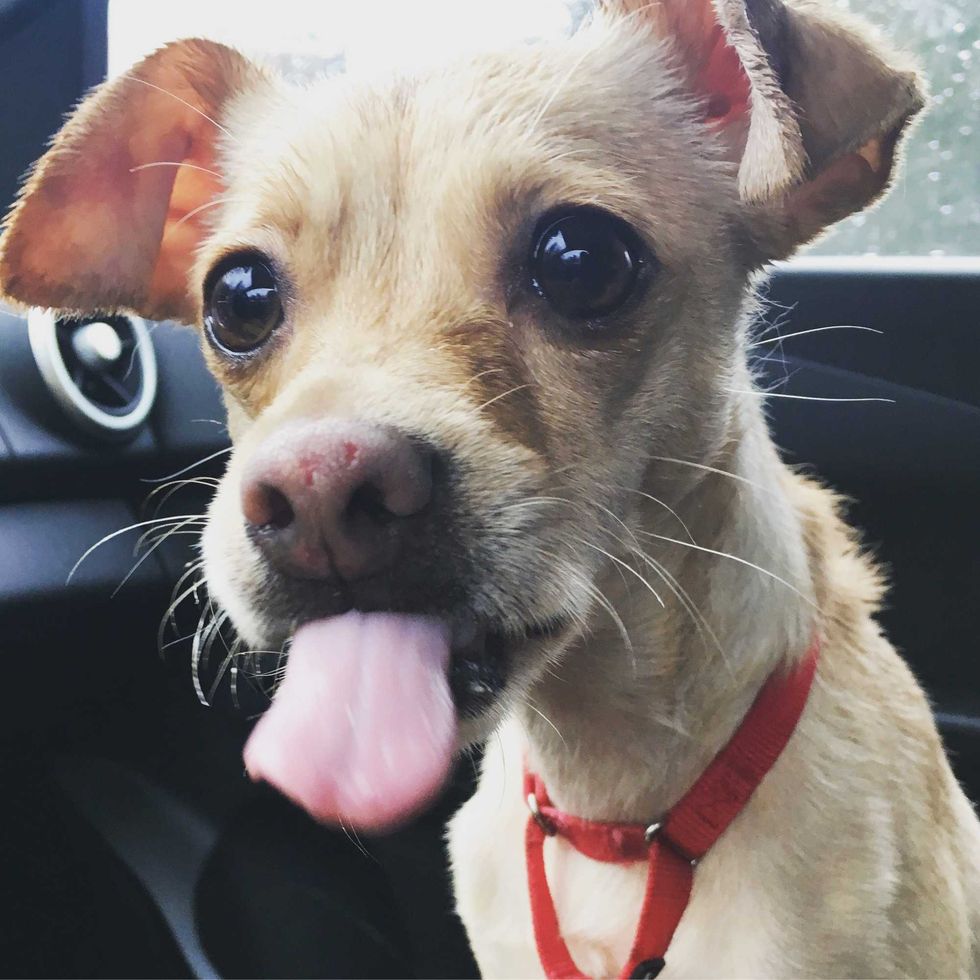 Shelter puppy