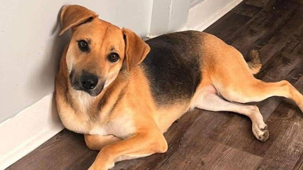 Shepherd mix dog laying on floor