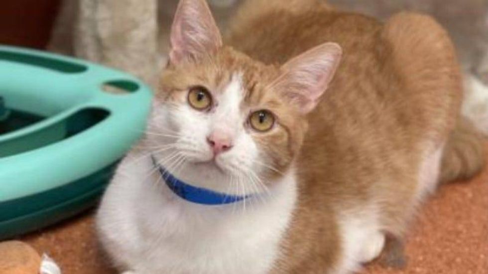 Sherbet @ Austin Humane Society 1/19/22
