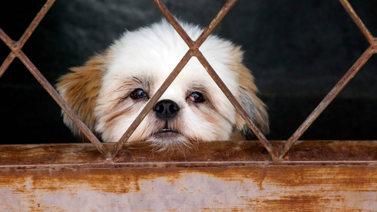 Shih Tzu