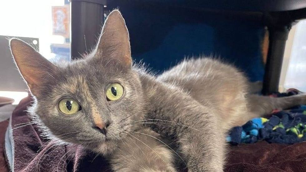 Shimmer @ Austin Humane Society