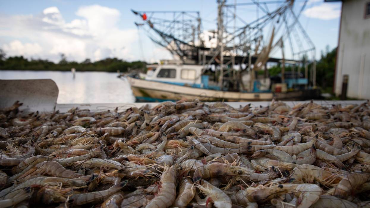 Shrimp boat