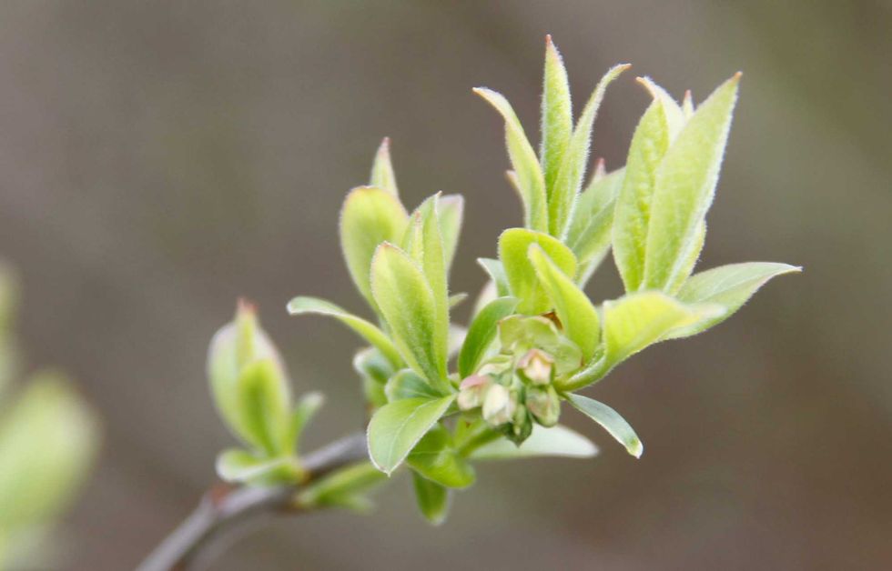 Shrubbery at Pinhook Bog