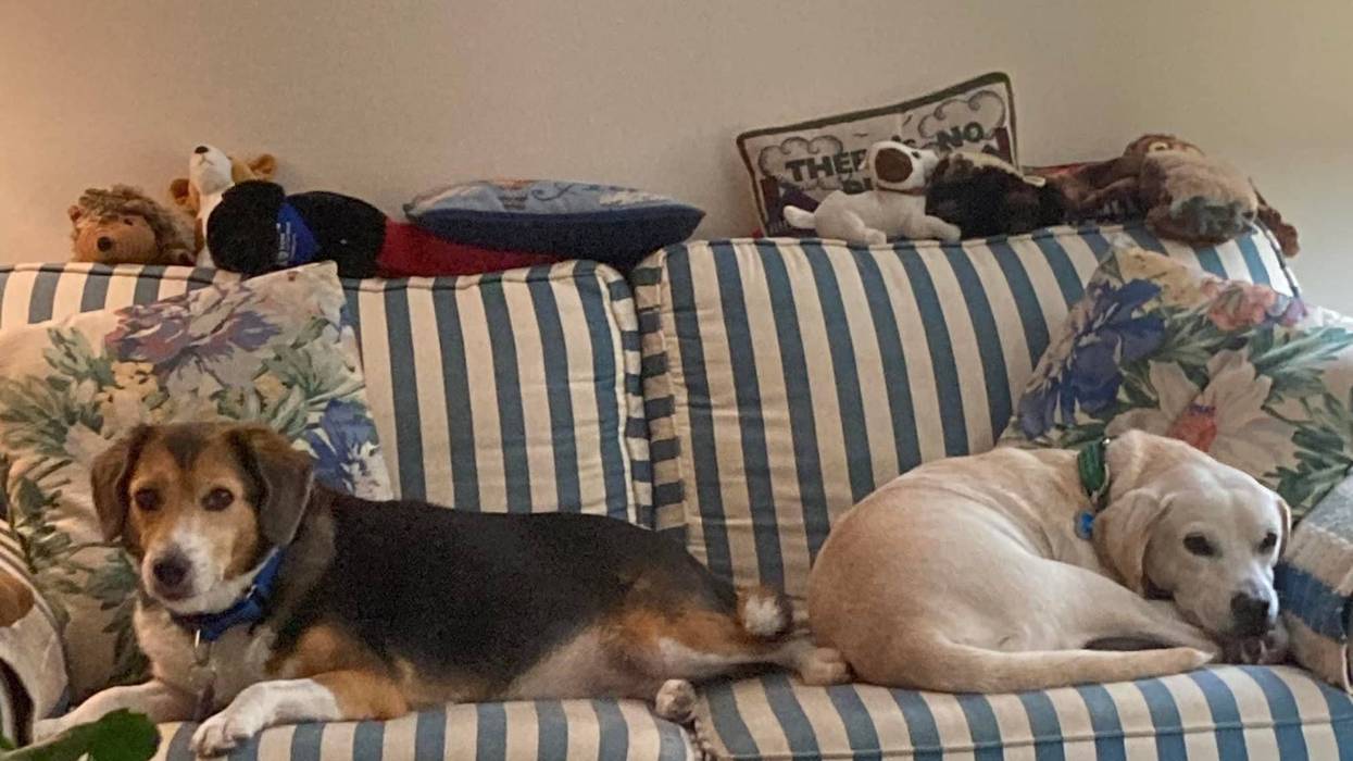 Shyla, a 9-year-old Beagle-Collie mix and Blake, a 7-year-old Beagle-Lab mix