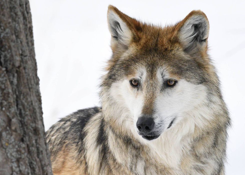 Sibi, a Mexican wolf, recently arrived at Brookfield Zoo.