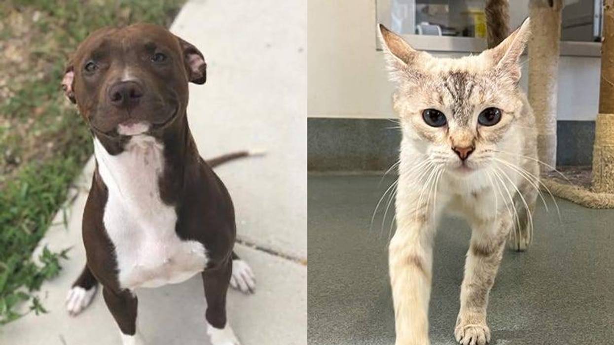 side by side photos of brown and white dog and beige gray cat