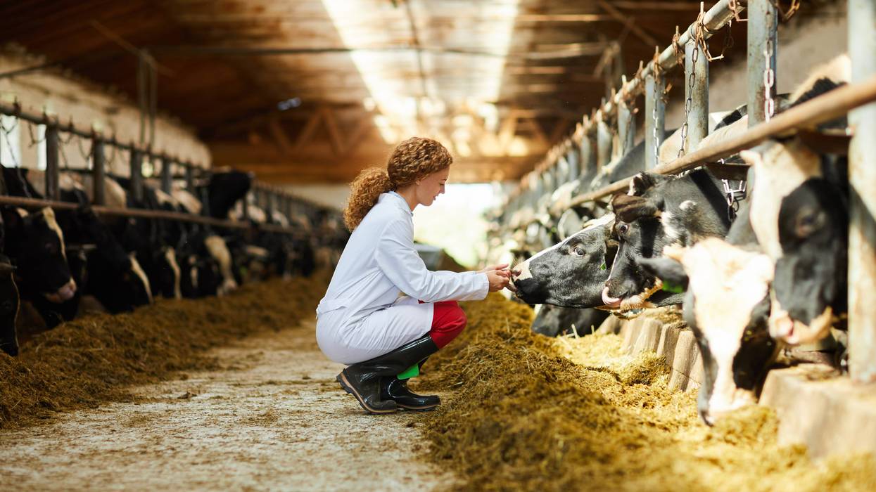 Side view portrait of cute female veterinarian caring for cows sitting down in sunlit barn, copy space
