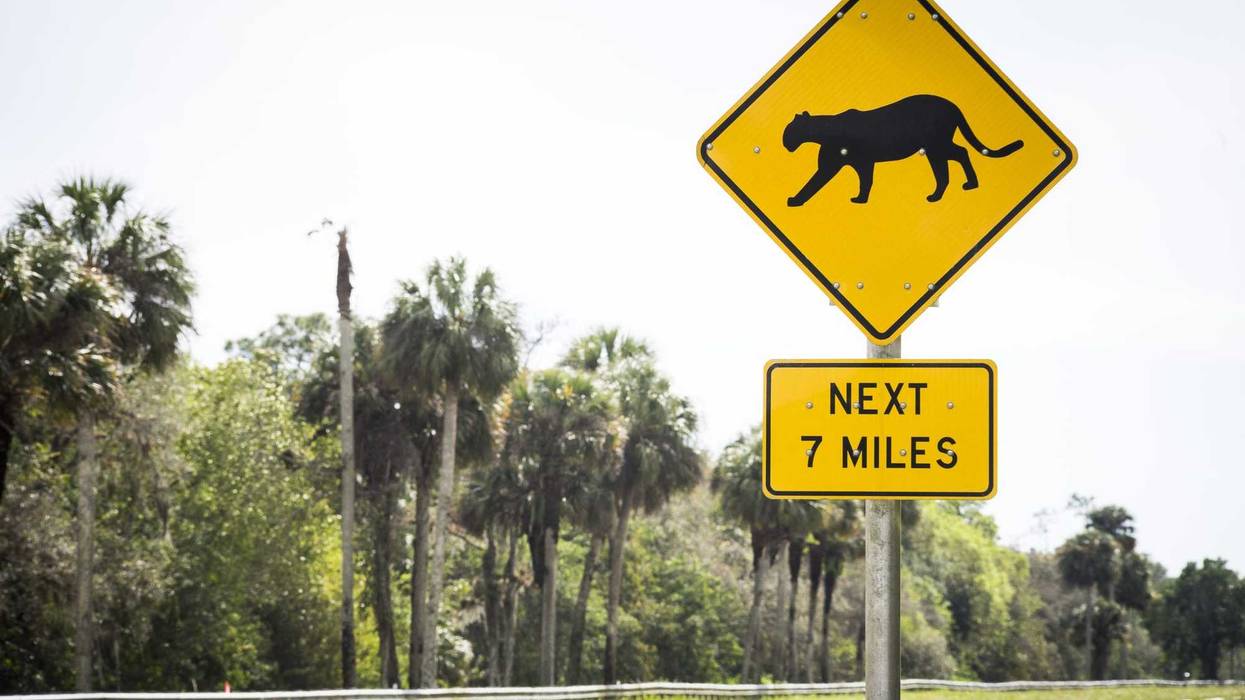 Sign Florida Panther near Immokalee, Florida.