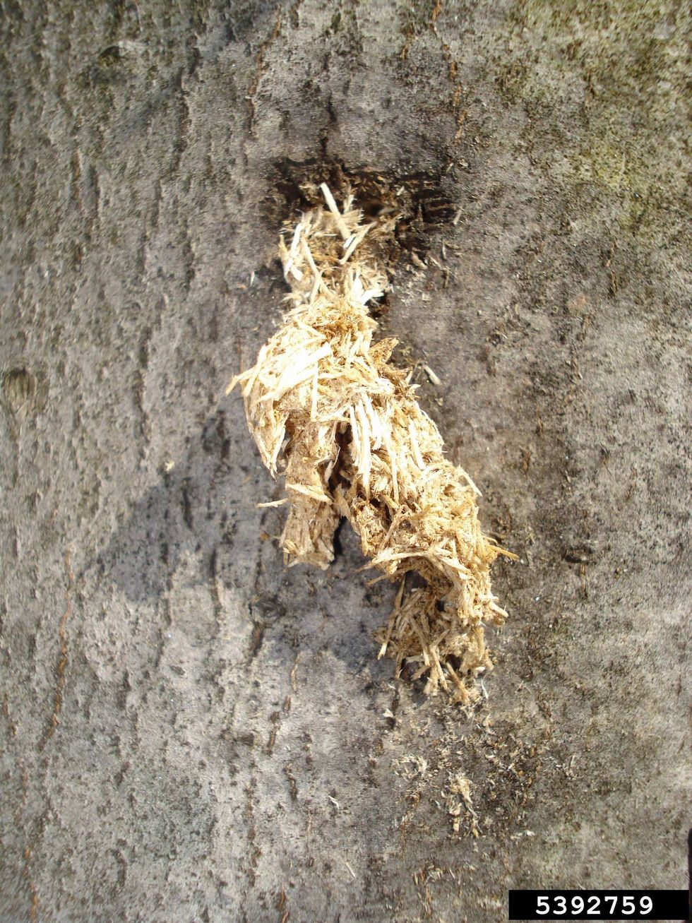 sign of Asian longhorned beetle infestation