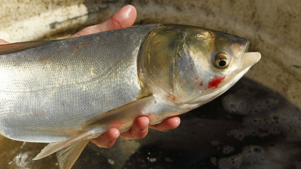 Silver carp, one of four species of invasive carp in Illinois and the Great Lakes.