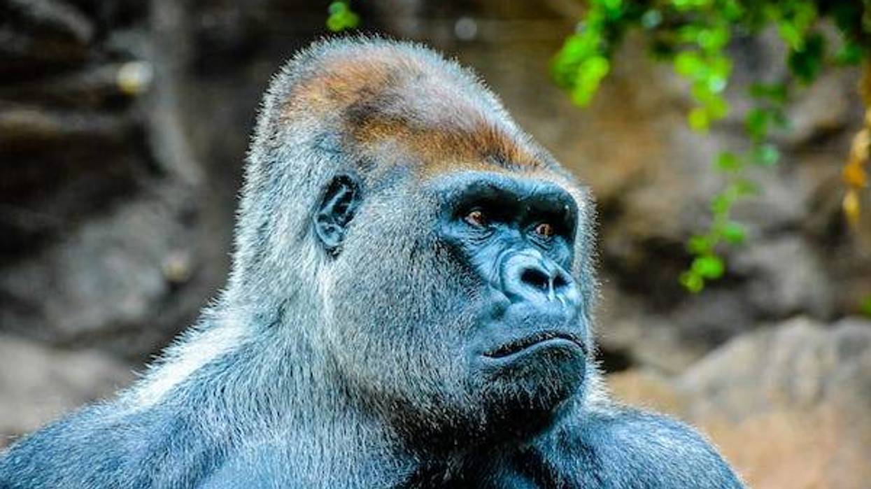 Silverback gorilla in a zoo