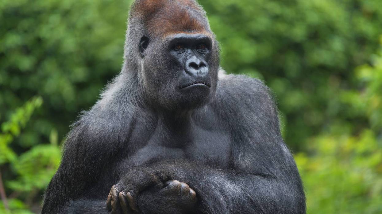 Silverback Gorillas
